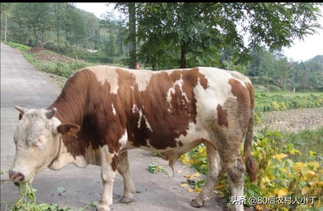 桂林市哪里有养羊基地