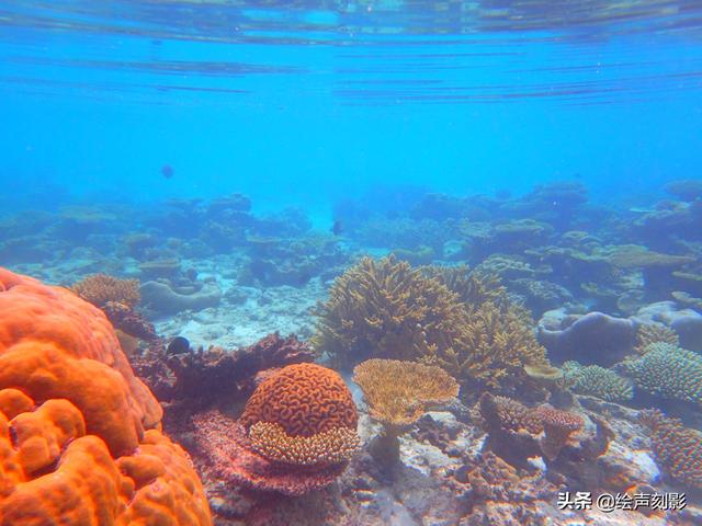 菲律宾海豚湾-菲律宾海豚湾在哪个岛