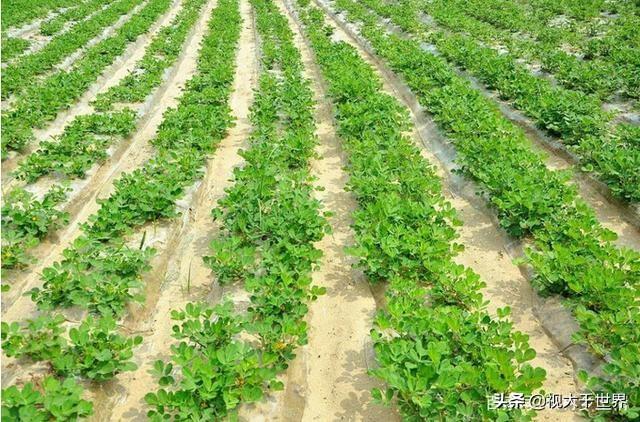 花生芽的种植方法，花生芽的种植方法视频