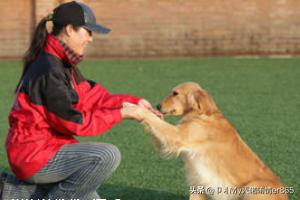 怎么教狗狗学握手,第5张