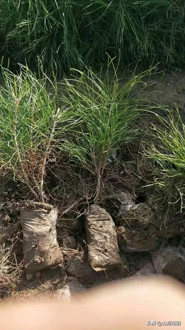 苗木种植最佳季节-苗木种植最佳季节是几月