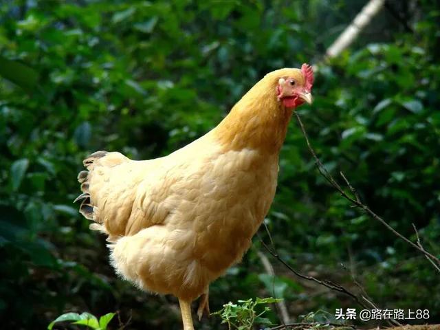 鸡拉绿色粪便喂什么药,第4张
