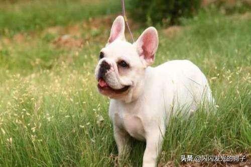 怎么训练宠物不挑食吃(图5)