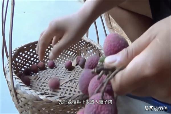 荔枝干-荔枝干的功效与作用