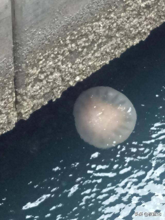 雨有什么功效(图11)