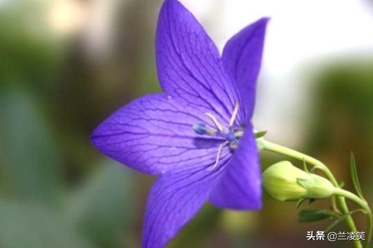 桔梗花种植方法，桔梗花种植方法和注意事项