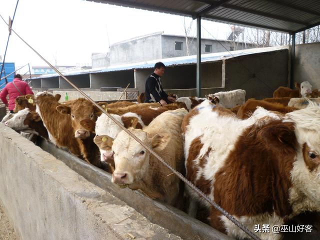 肉牛科学养殖技术-肉牛科学养殖技术视频