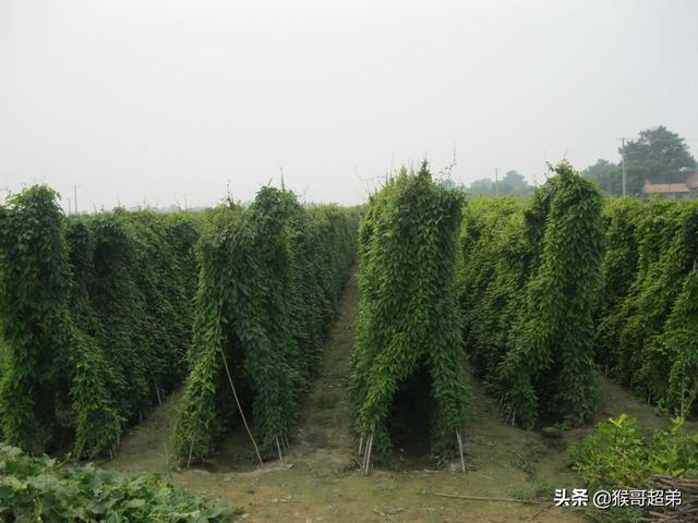 种植生地需要什么样的土壤环境？
