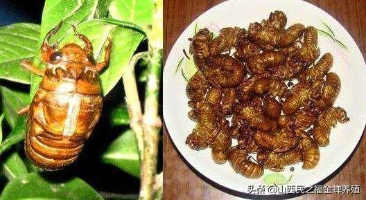 亿大利饲料-亿大利饲料集团公司