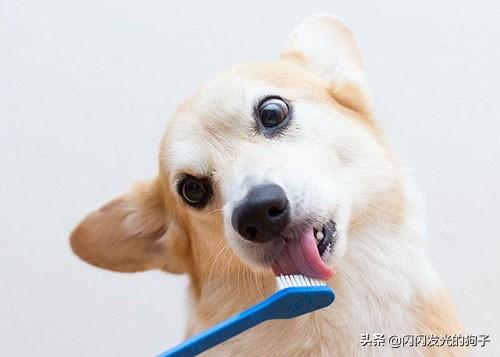 狗狗反复流口水吃什么药好？口水还很臭,第2张