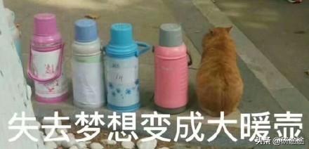 用鸡饲料喂猪利与弊-用鸡饲料喂猪利与弊分析