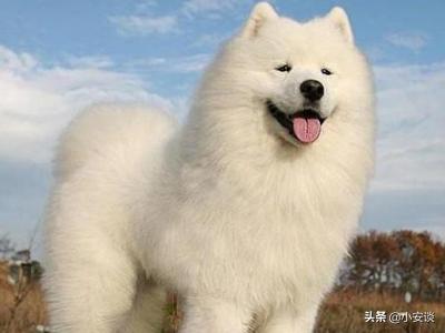 萨摩耶犬的叫声代表着不同情绪