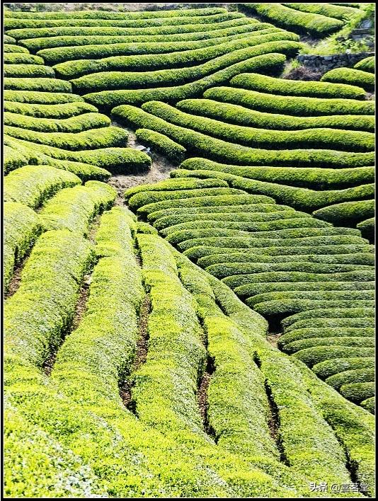 福建绿茶利润怎么样