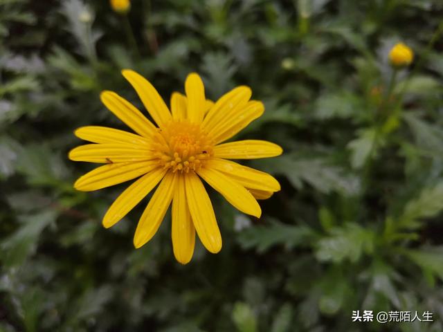 壁纸图片植物花卉?壁纸图片植物花卉高清!