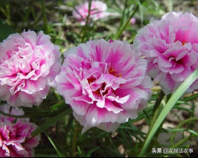 秋季宿根太阳花怎么养护和管理(图2)