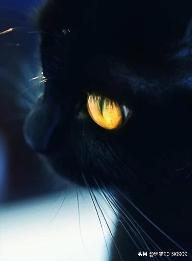 哪些宠物猫比较温顺，比较适合家里饲养,第5张