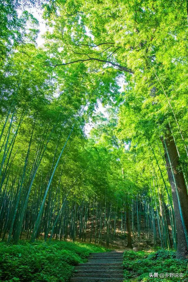 创业：万亩竹子除了挖笋，如何致富？我家乡竹子多，有什么致富的办法吗？