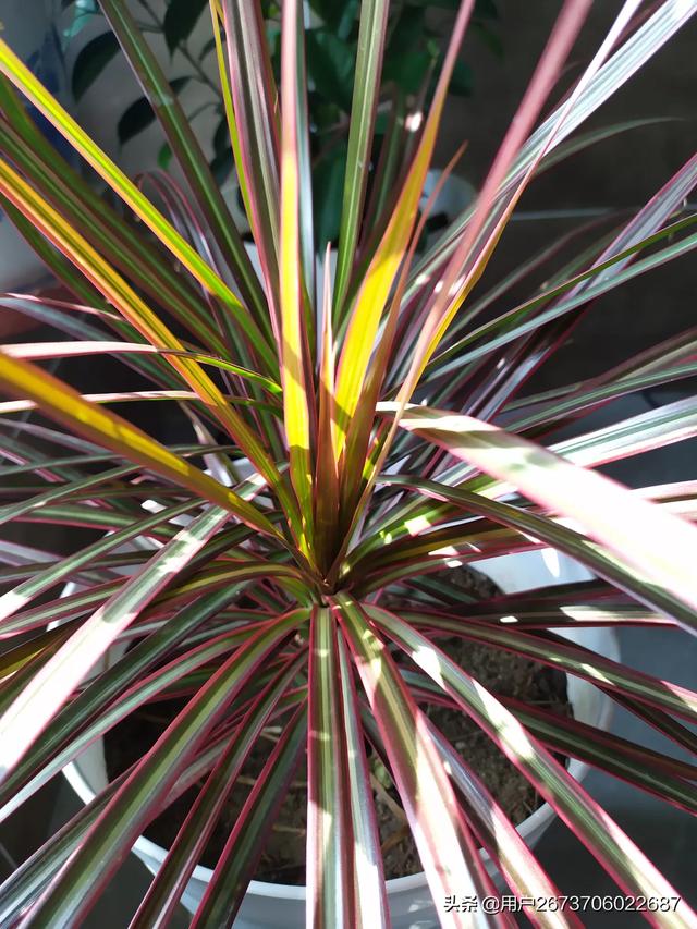 室内种植花卉的作用? 室内种植花卉的作用是什么!