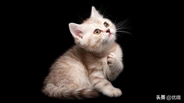 刚出生的小猫怎么护理,第2张