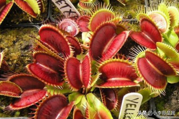 床上有小飞虫怎么去除