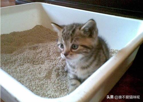 寵物拉肚子吃什么藥?寵物狗拉肚子吃什么藥!