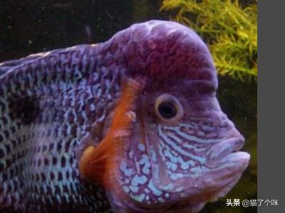 皇冠头模特如何搭配好看(图6)