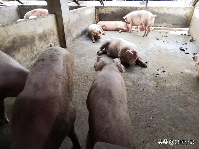 贵州省大型养猪场有多少家企业 养猪的猪圈要造在我家门口怎么办？