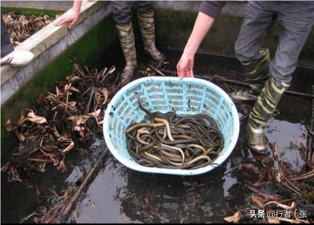 黄鳝的养殖前景-黄鳝的养殖前景如何