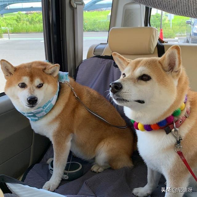 家里新来一只狗狗，两只狗要怎么相处啊,第2张