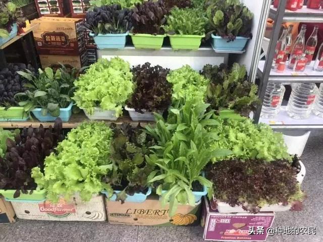 家庭阳台种植蔬菜图片,家庭阳台种植蔬菜图片大全