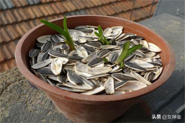 花卉用什么肥料好-植物花卉用什么肥料好