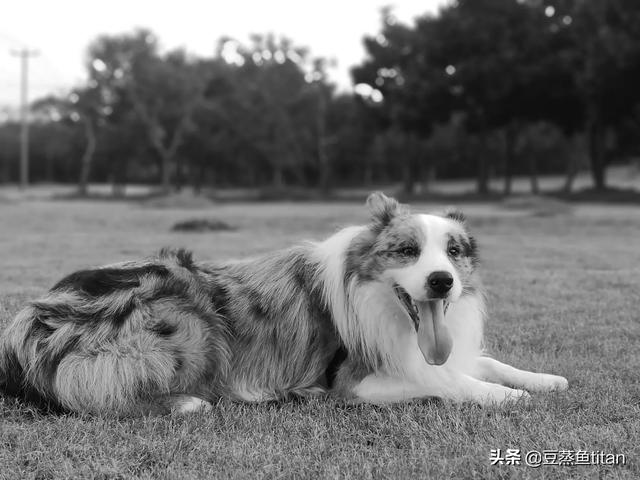邊境牧羊犬圖片?金邊邊境牧羊犬圖片!