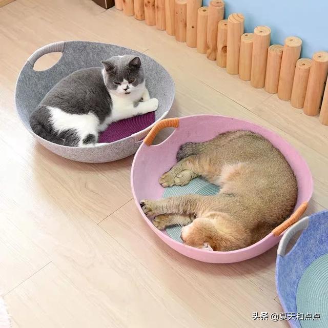 猫不听话该不该扔,第4张