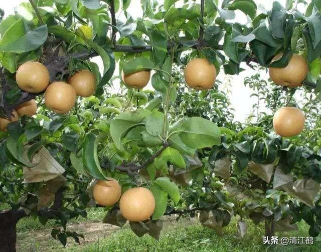 海南黄花梨树苗 （海南黄花梨树苗价格多少钱一株）