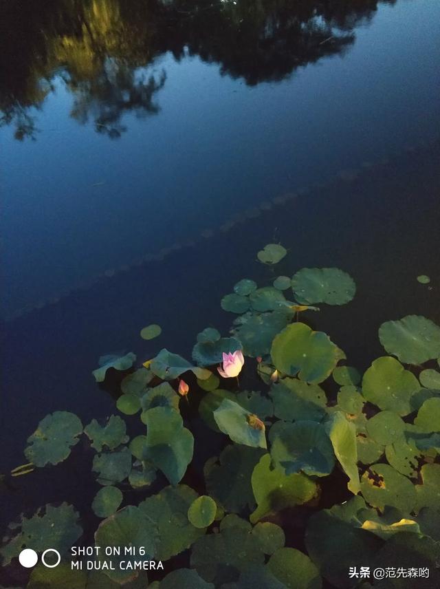 花卉栽培技术试题选择题,花卉栽培技术试题选择题及答案