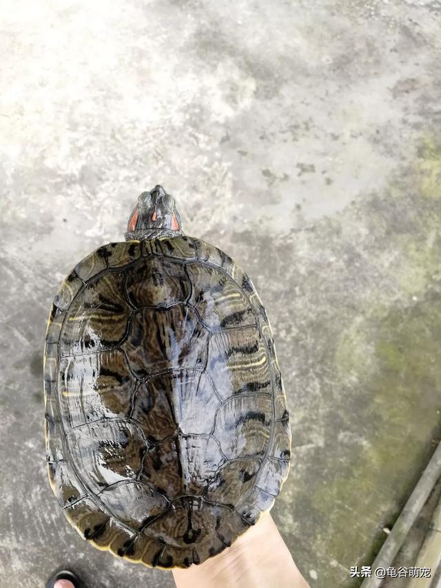 为什么小巴西龟吃得多但是不长个