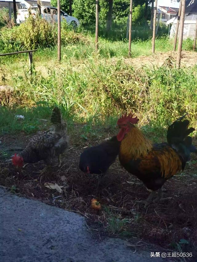 果园种植什么动物赚钱好,果园种植什么动物赚钱好呢