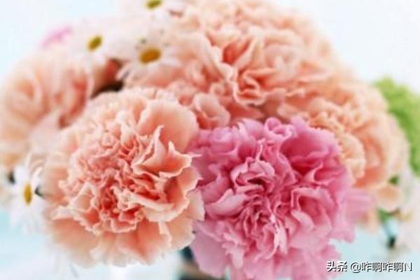 母亲节送妈妈什么礼物（母亲节送妈妈什么礼物又美丽又简单）
