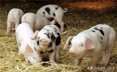 快速增长猪饲料-快速增长猪饲料的方法