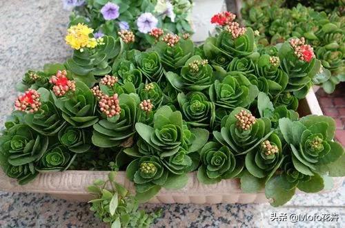 养花知识大全与技巧，养花知识大全与技巧各种