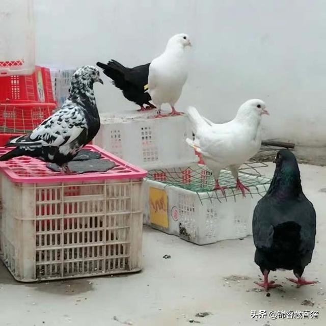 养50对肉鸽子一年利润 养殖肉鸽的市场行情怎么样？