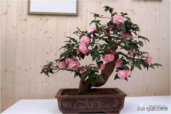 茶花老桩怎么种植和养护?