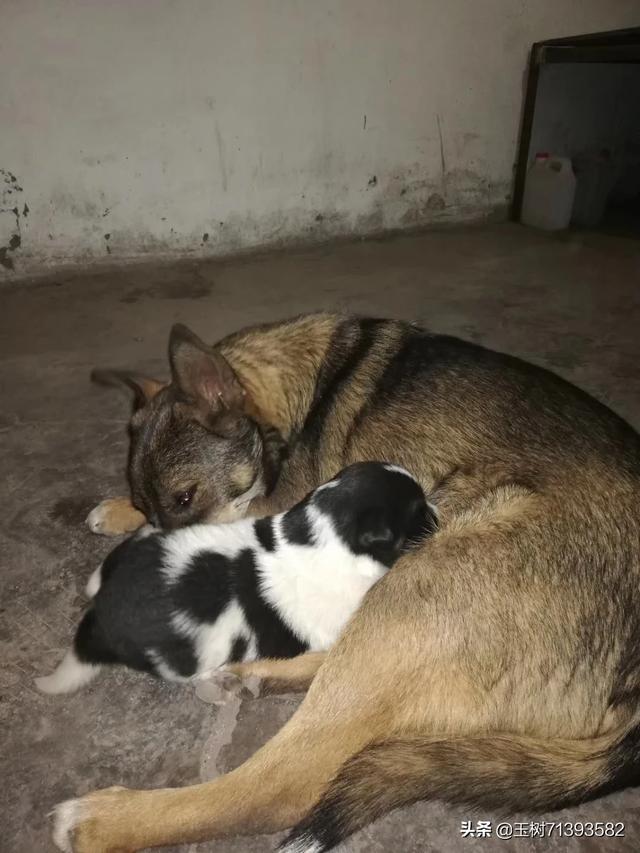 哪些小宠物适合北方饲养，不要猫和狗，而且容易打理的（水花鱼苗鱼缸里养殖方法）