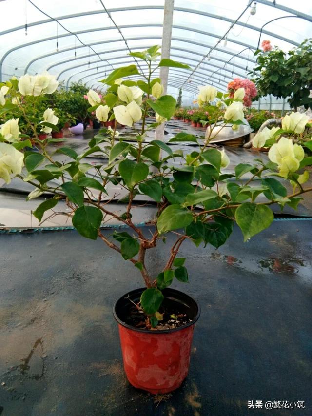 国内花卉种植需求?国内花卉种植需求情况!