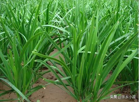 什么果树不需要太多阳光(什么果树不需要太多阳光的家庭种植)