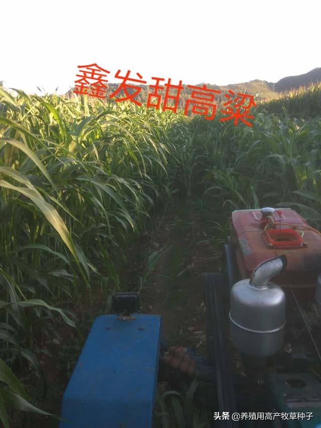 养羊种植什么牧草好?养羊种植什么牧草好些!