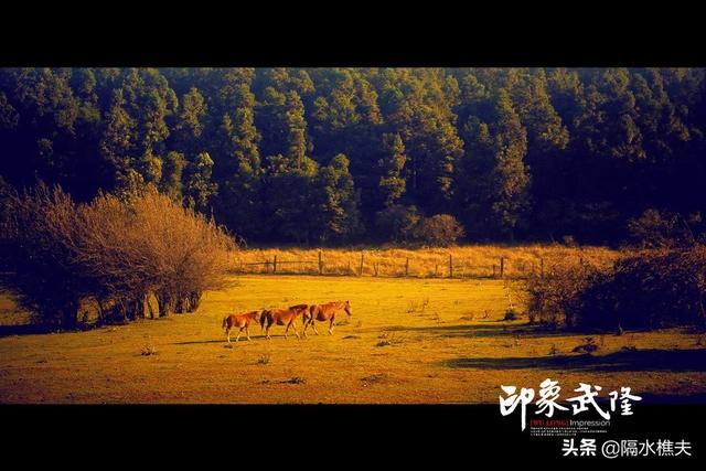 武隆仙女山自驾一日游攻略-武隆仙女山自驾一日游攻略图