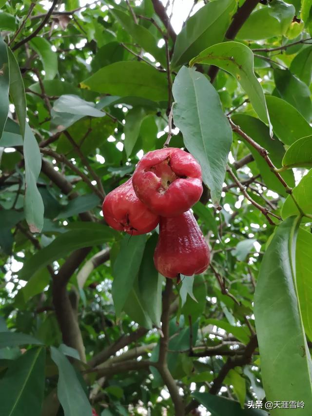 芭乐种植出售信息，芭乐种植出售信息最新