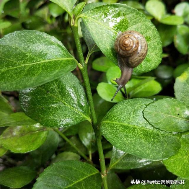 淡淡女人味淡淡女人味斗音他有多少岁