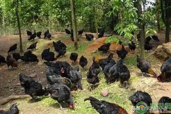重庆大发饲料公司招聘-重庆大发饲料公司招聘信息